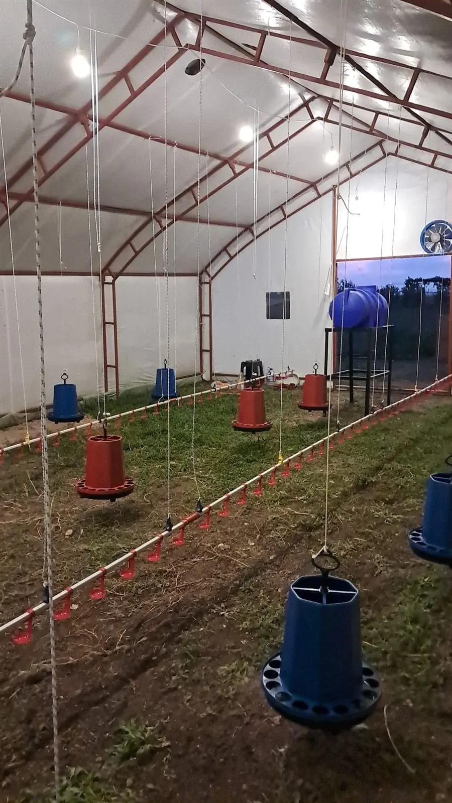 Çimenli kümes zemini, yemlikler ve suluk hatları