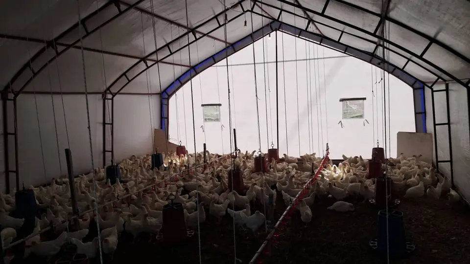 Kümesin içi: toprak zeminde yüzlerce beyaz tavuk, askılı yemlikler ve suluk hatları
