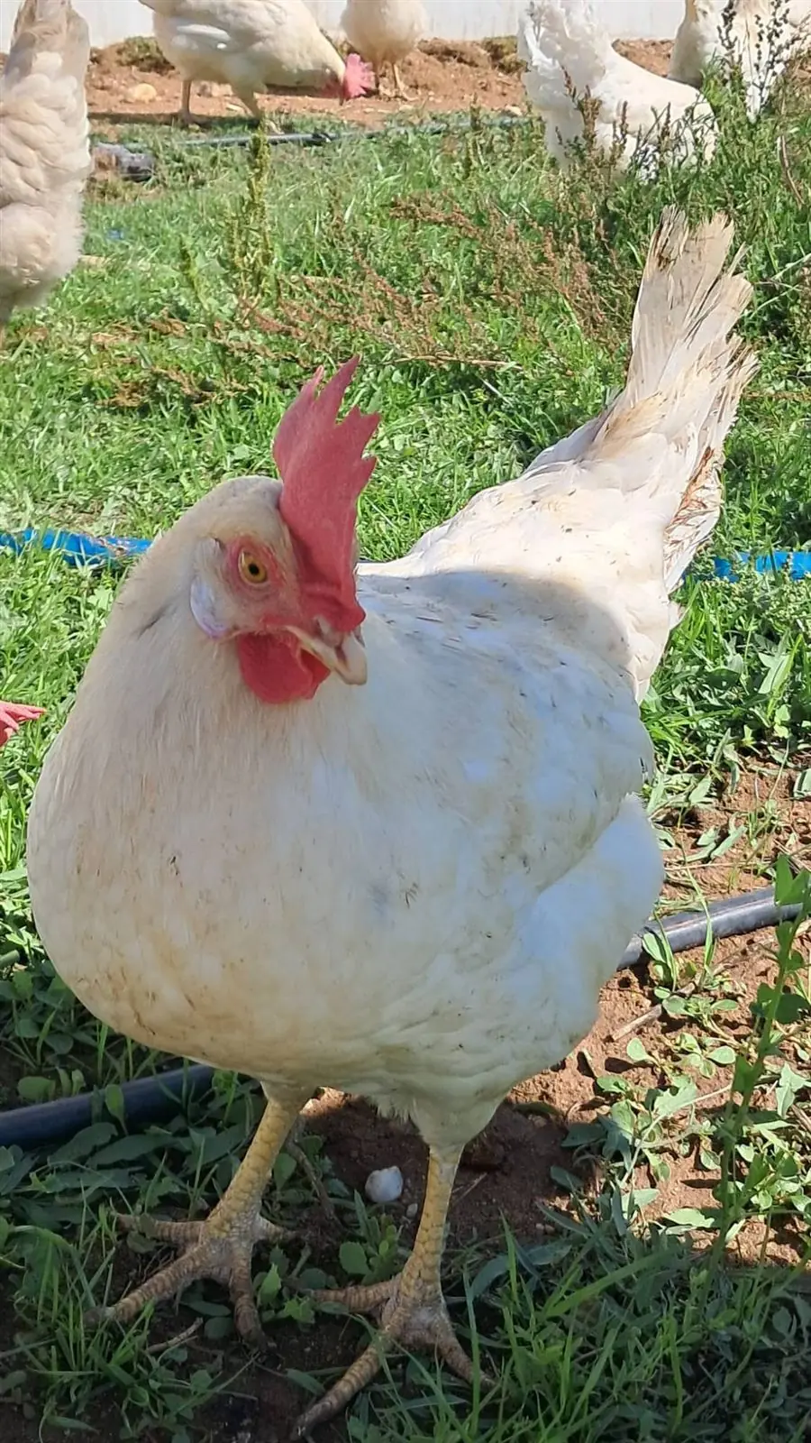 Çimenlerin üzerinde yakından bir beyaz tavuk