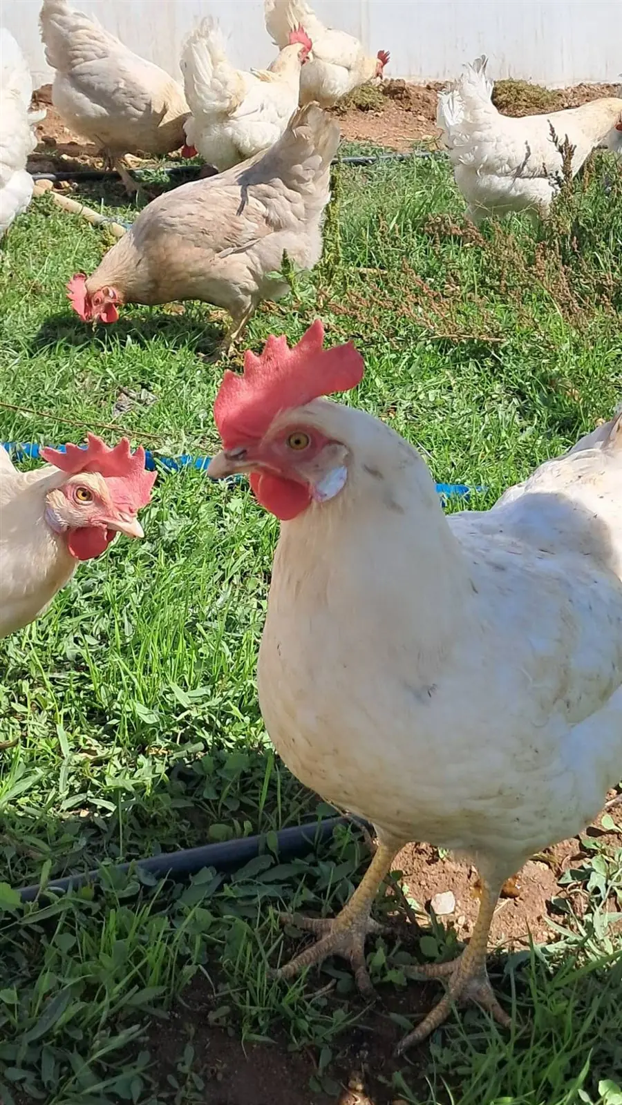 İki tavuk yan yana, arkada otlayan diğerleri